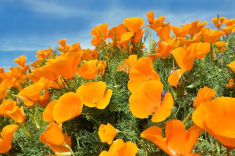 California poppies. Antelope Valley Poppy Preserve. California