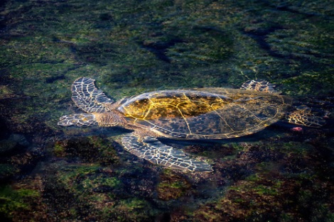 Green sea turtle in shallow water.. Hawaii, Island